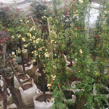 黄花木香红花木香基地种植大量供应欢迎考察参观