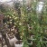 黄花木香红花木香基地种植大量供应欢迎考察参观