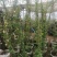 黄花木香红花木香基地种植大量供应欢迎考察参观