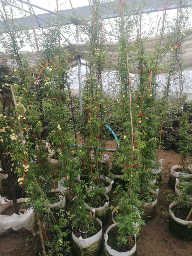 黄花木香红花木香基地种植大量供应欢迎考察参观