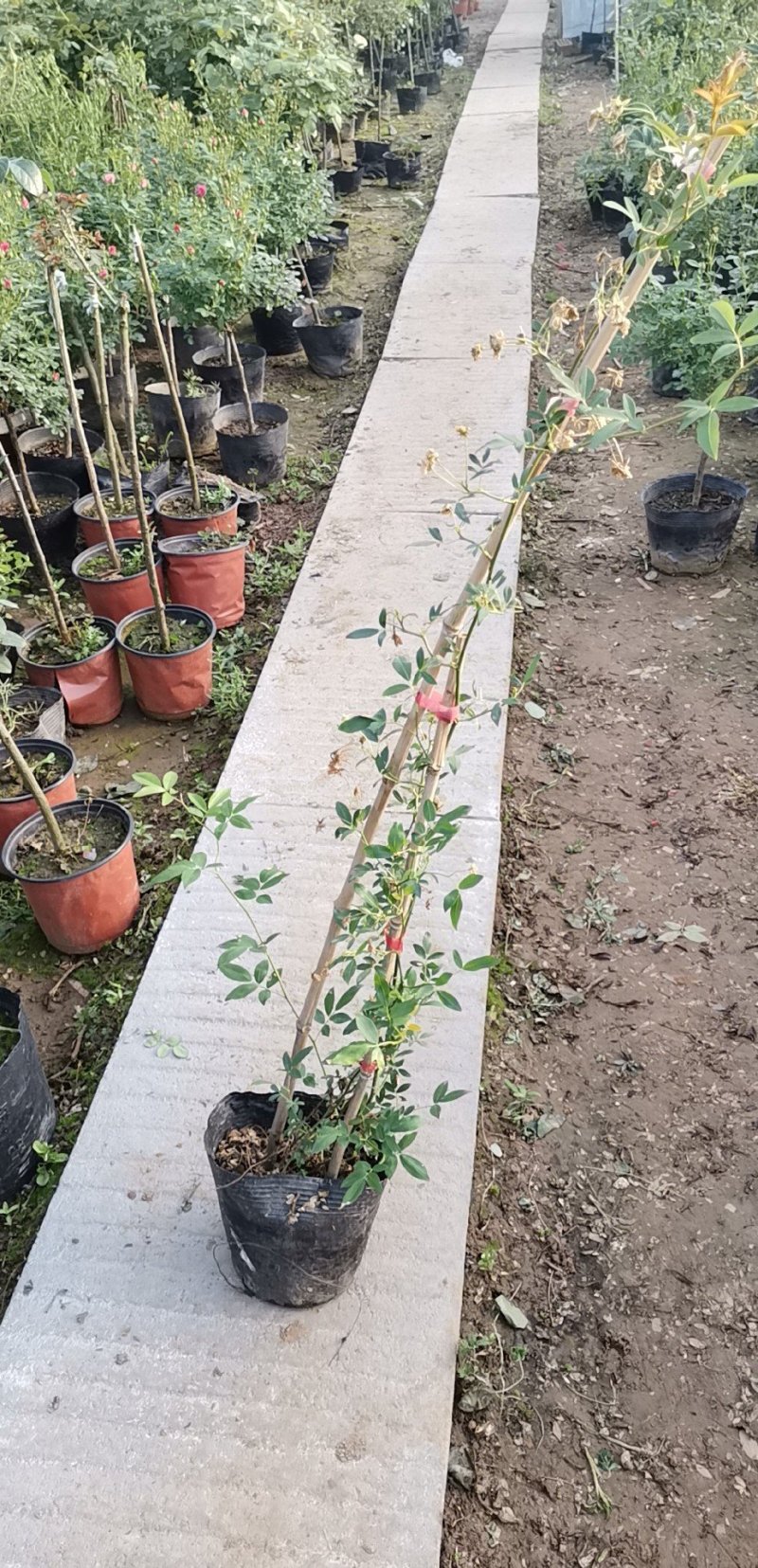 黄花木香红花木香基地种植大量供应欢迎考察参观