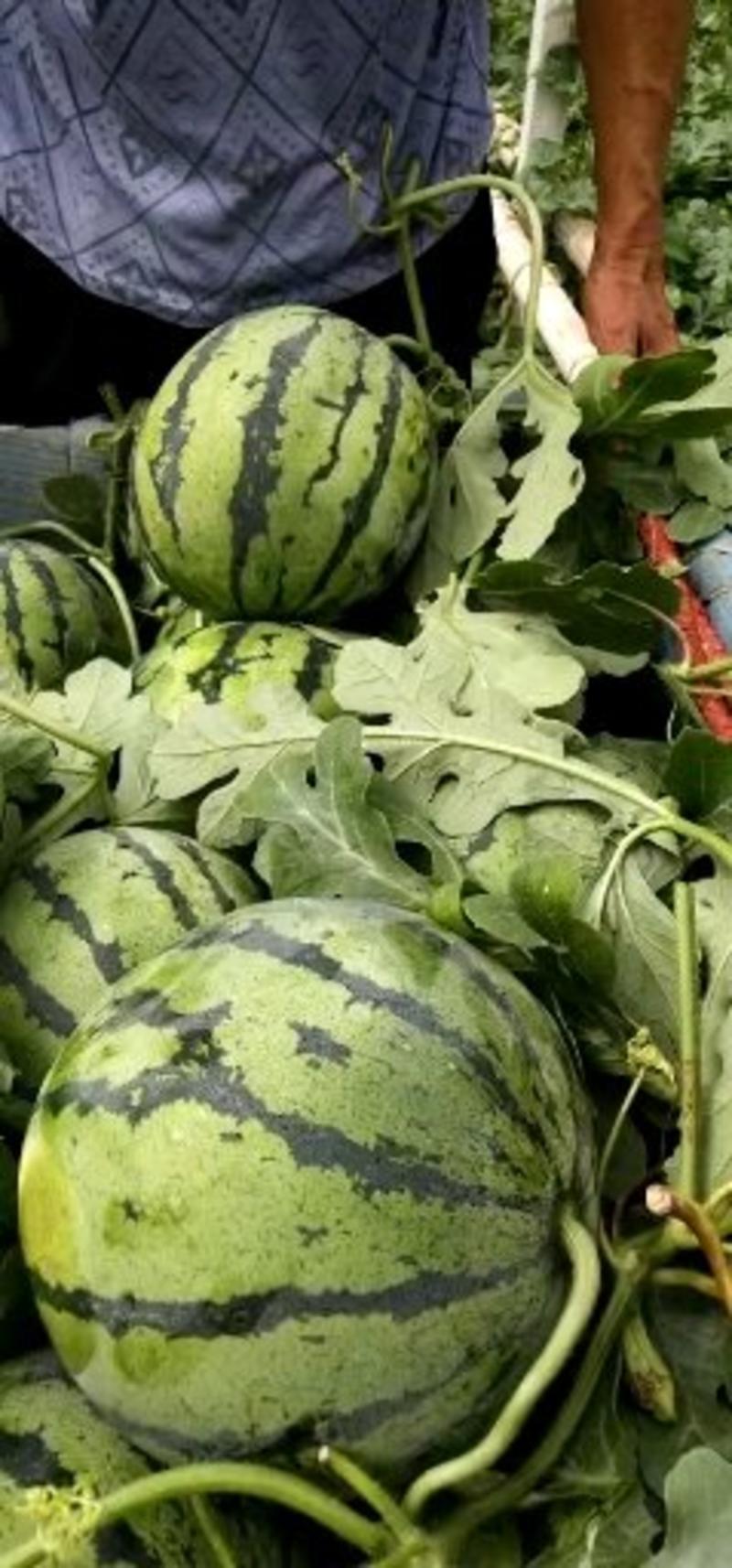 【夏天热销】山东甜王西瓜大量出售熟度八成半以上熟
