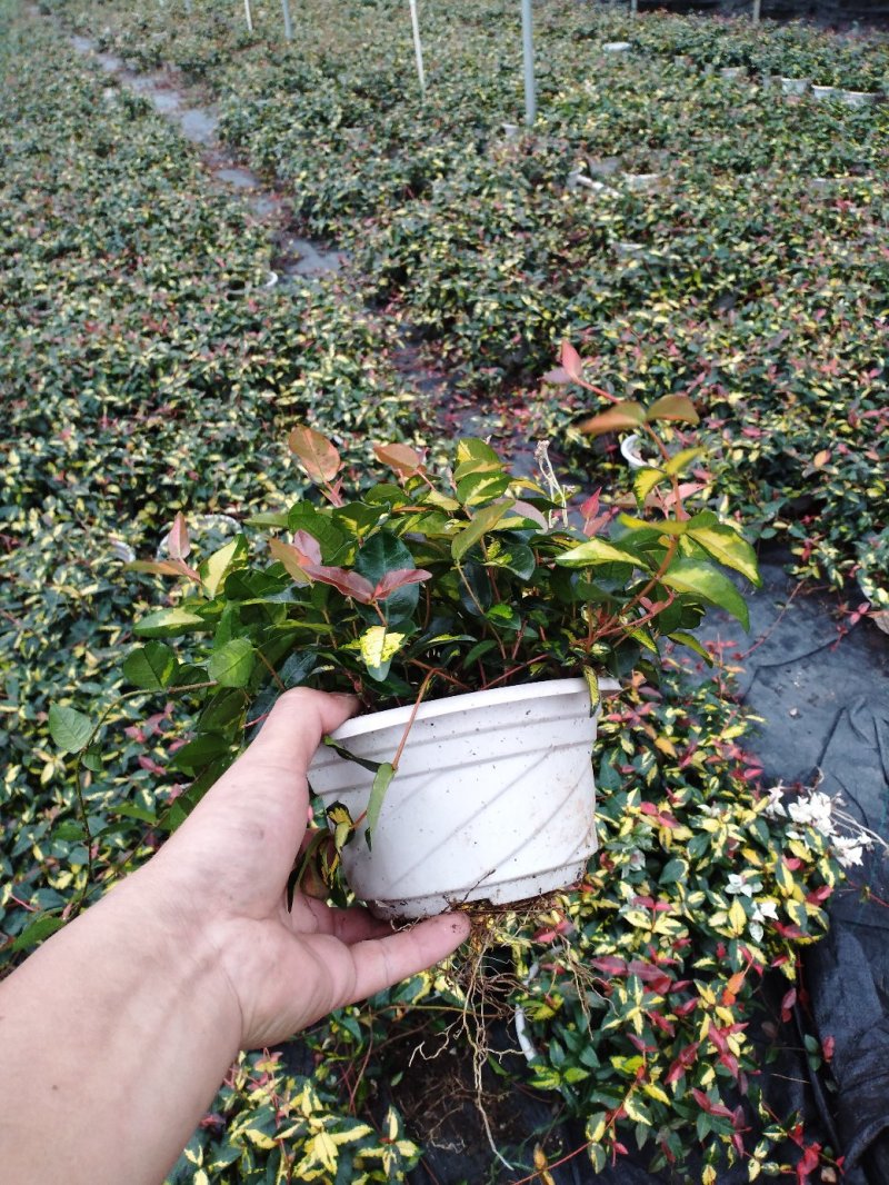 花叶落石，基地直销物美价廉，质量保证