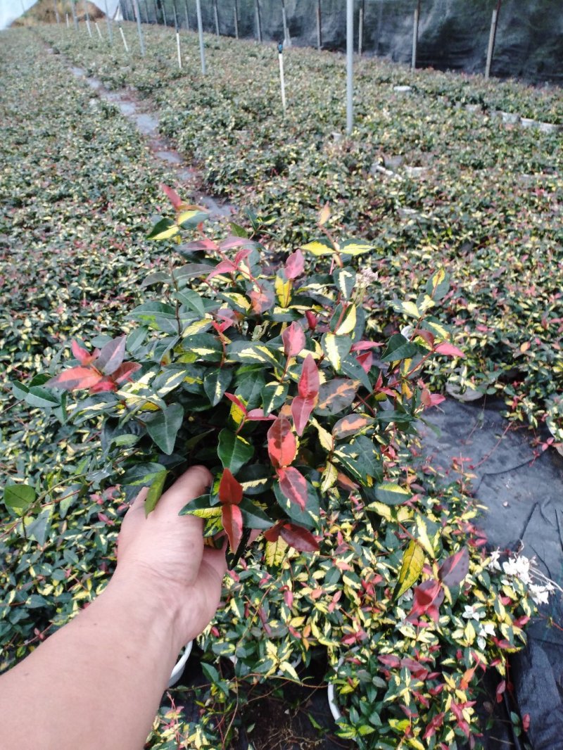花叶落石，基地直销物美价廉，质量保证