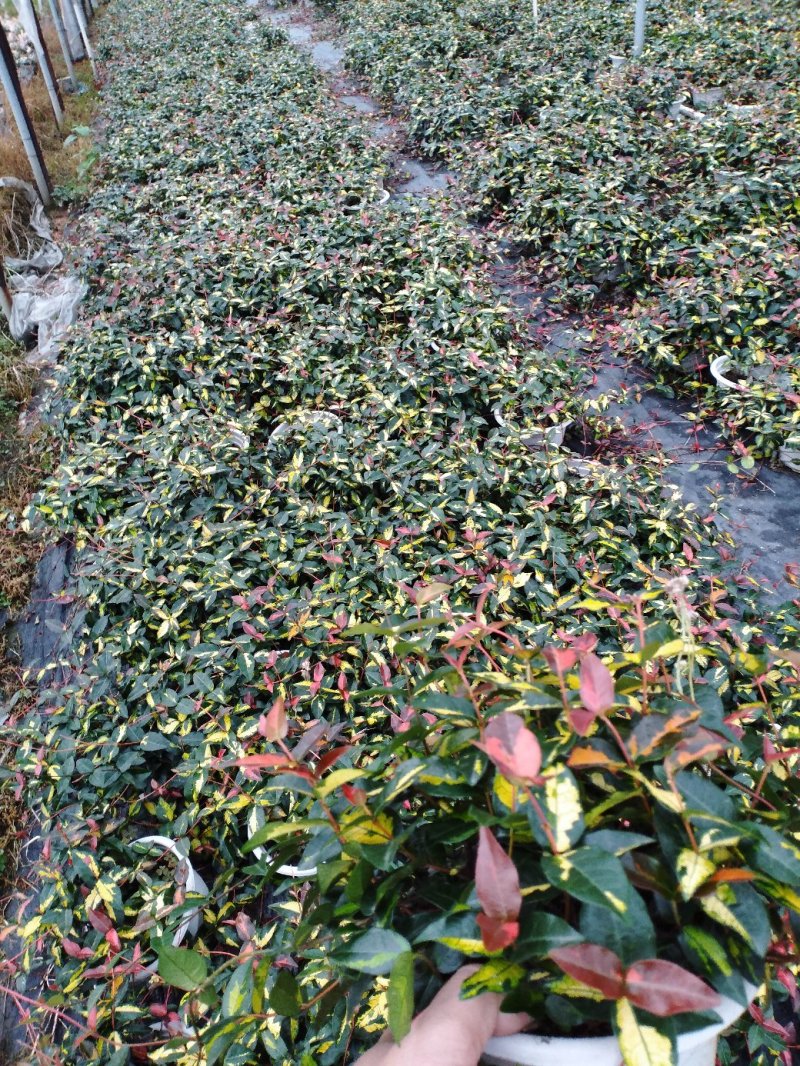 花叶落石，基地直销物美价廉，质量保证