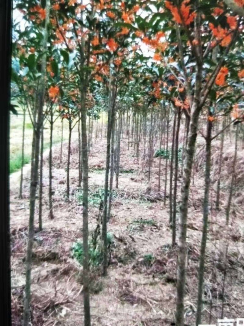 丹桂树