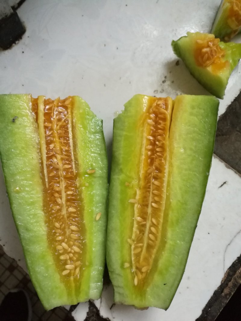 山东羊角蜜大量上市，甘甜可口食品，诚招全国客商，欢迎