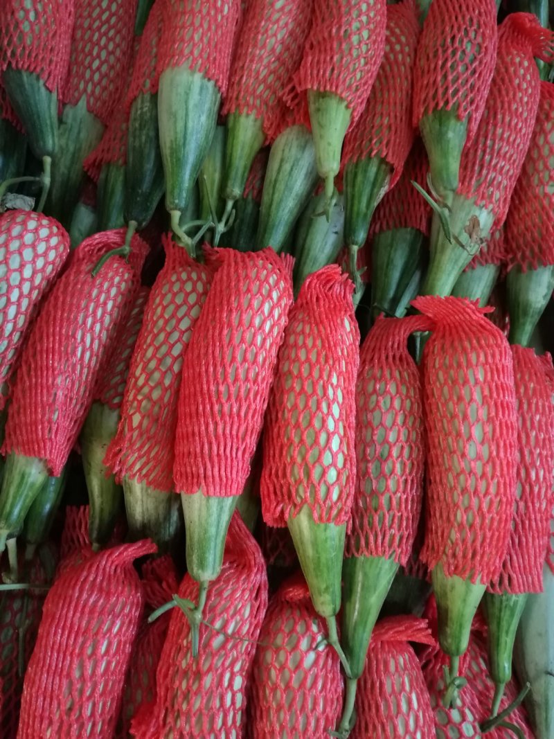 山东羊角蜜大量上市，甘甜可口食品，诚招全国客商，欢迎