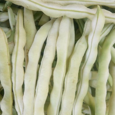 城固豆角(白不老豆角货量很大有2千亩地刚刚上市