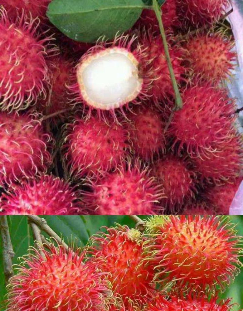 越南进口红毛丹毛荔枝新鲜红毛丹鲜甜多汁
