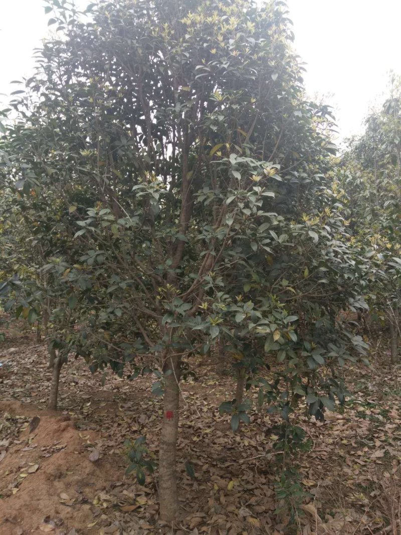 单杆桂花，丛生桂花各种规格齐全，河南桂花树
