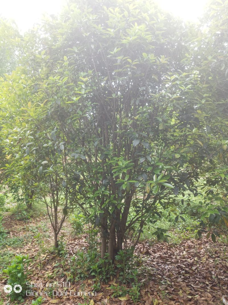 单杆桂花，丛生桂花各种规格齐全，河南桂花树