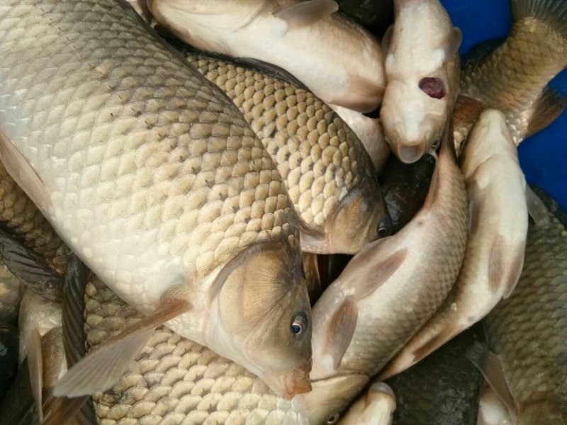湘云鲫，中科鲫鱼，放钓塘，上市场，都很好的品种