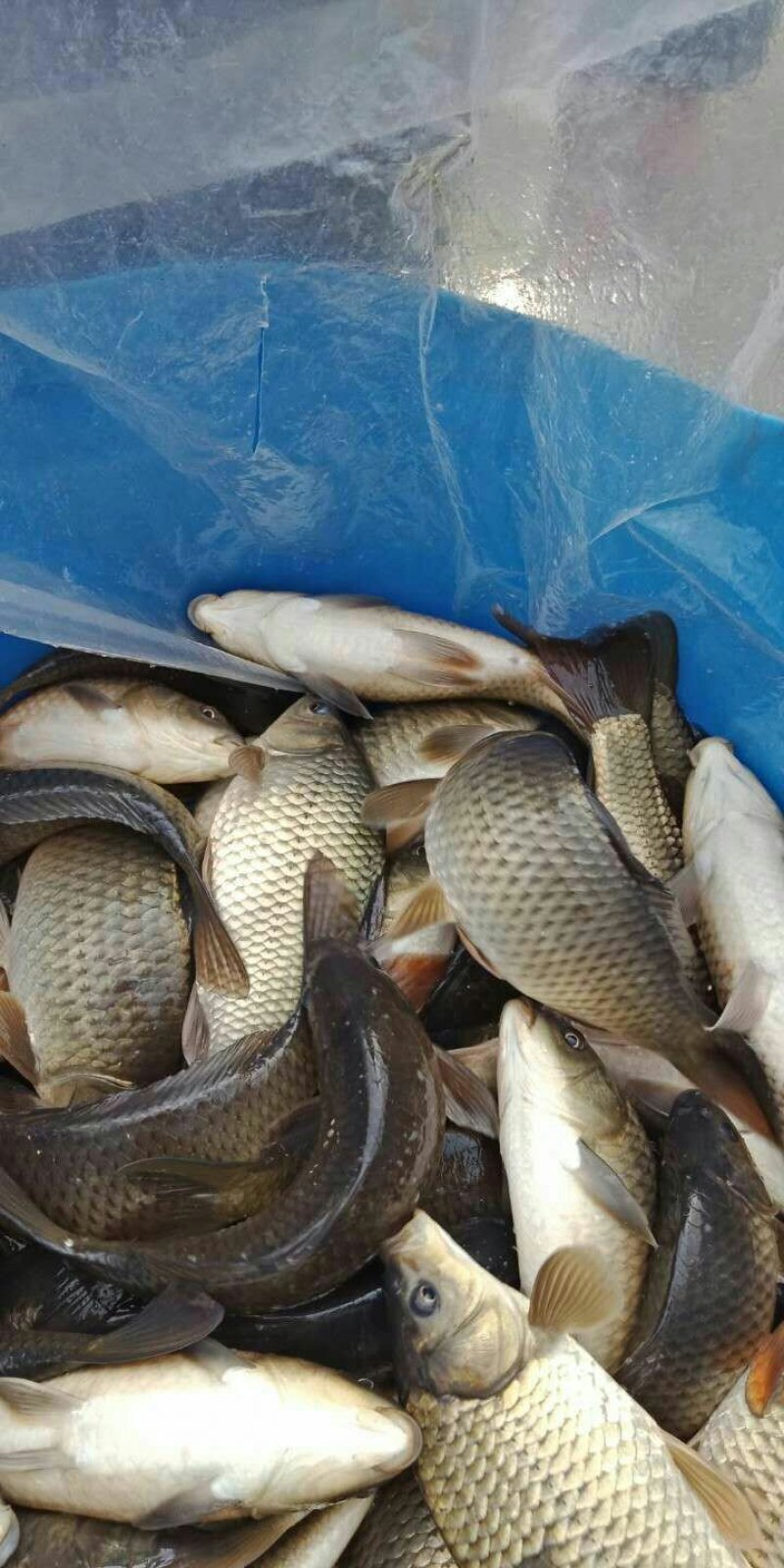 湘云鲫，中科鲫鱼，放钓塘，上市场，都很好的品种