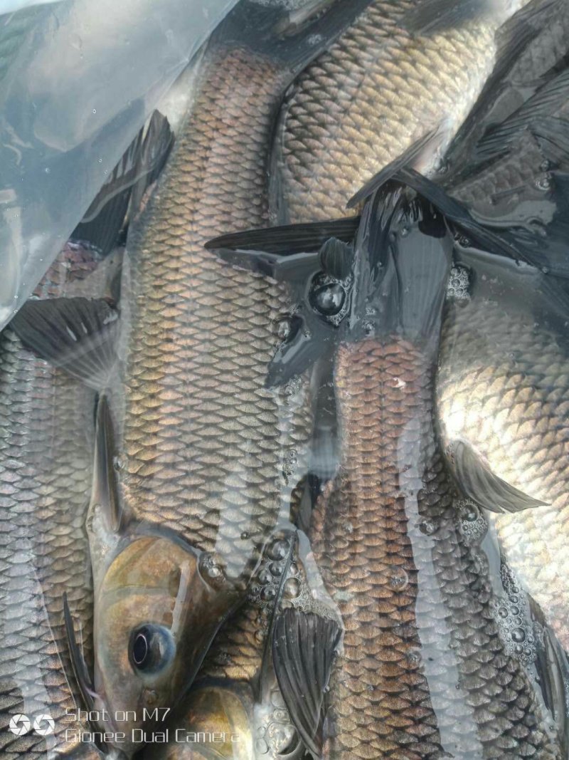 湘云鲫，中科鲫鱼，放钓塘，上市场，都很好的品种