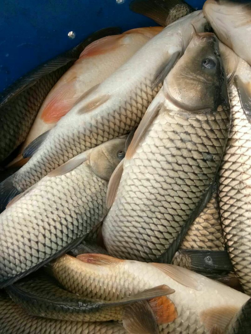 湘云鲫，中科鲫鱼，放钓塘，上市场，都很好的品种