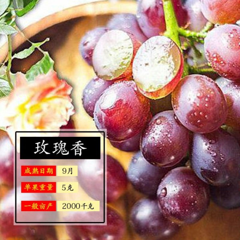 葡萄苗爬藤树苗果树苗5年大苗