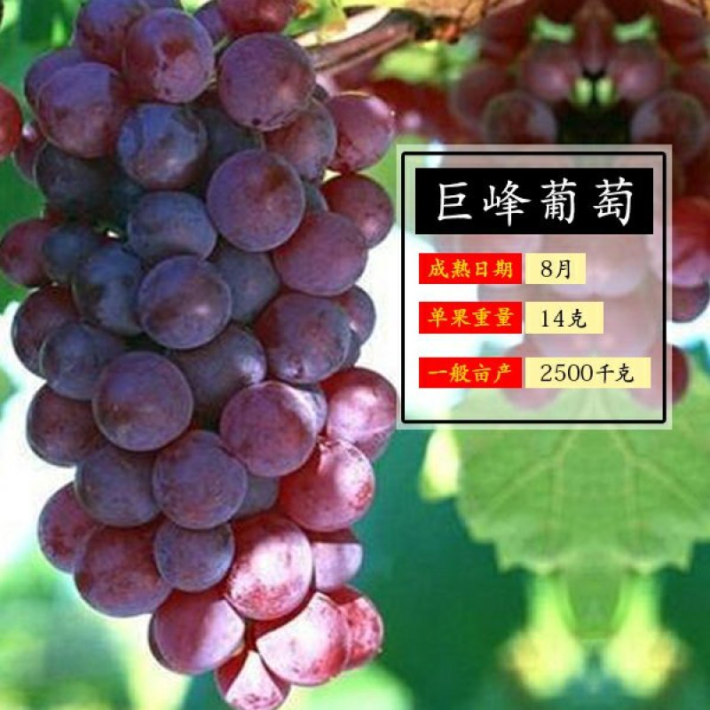 葡萄苗爬藤树苗果树苗5年大苗