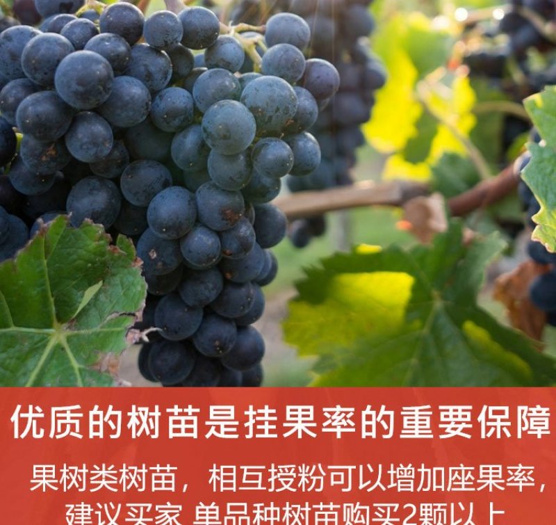 葡萄苗爬藤树苗果树苗5年大苗