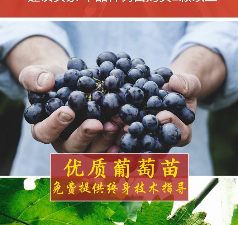 葡萄苗爬藤树苗果树苗5年大苗