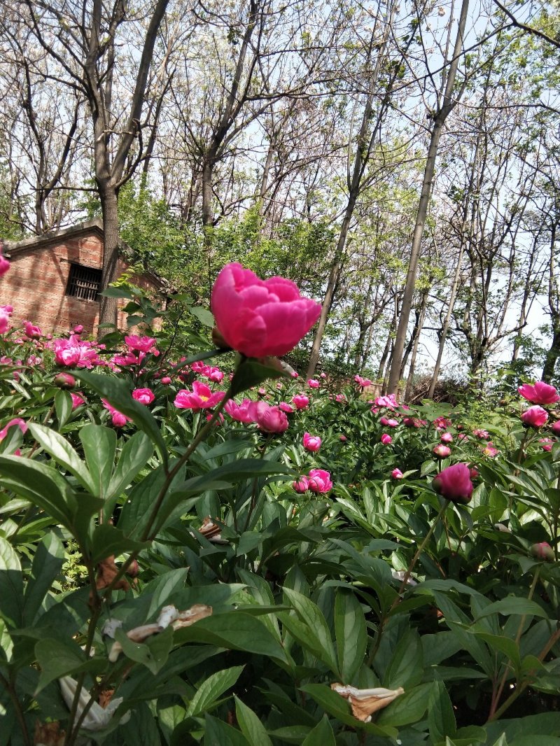 芍药苗10cm以下