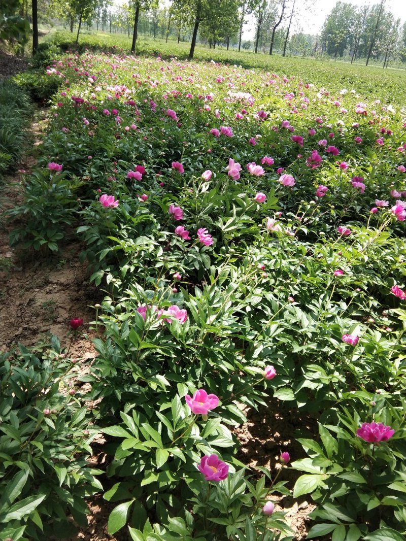 芍药苗10cm以下