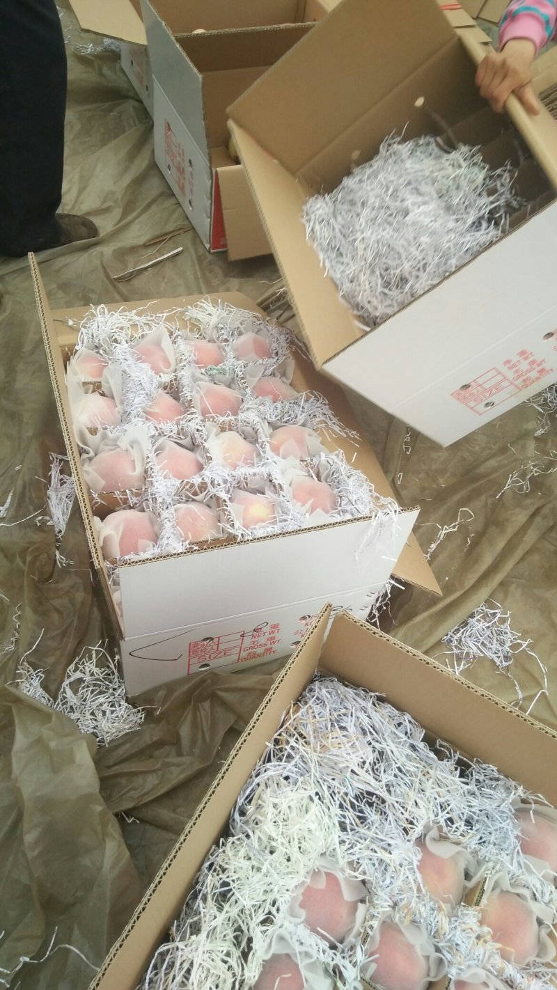 红梅桃