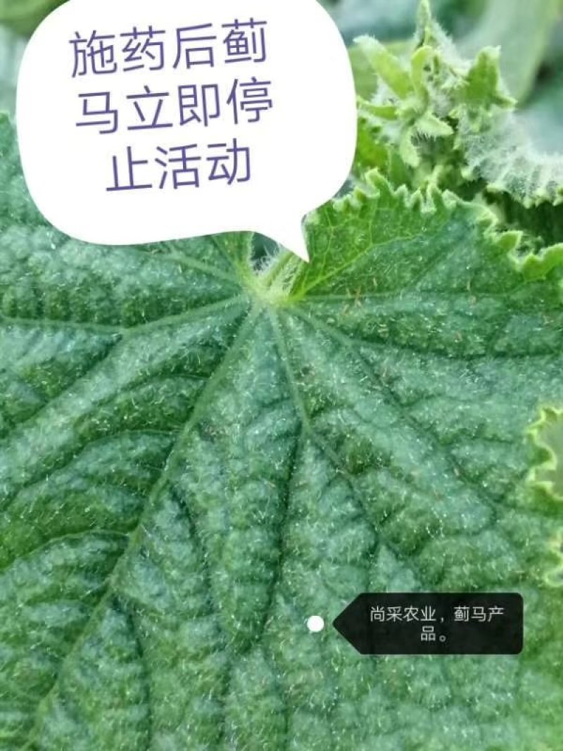 抗性蓟马一喷净专用药黄瓜茄子辣椒蔬菜蓟马效果好