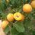 金太阳杏，丰园红杏，凯特走货量大，5月10号左右成熟