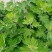 艾草