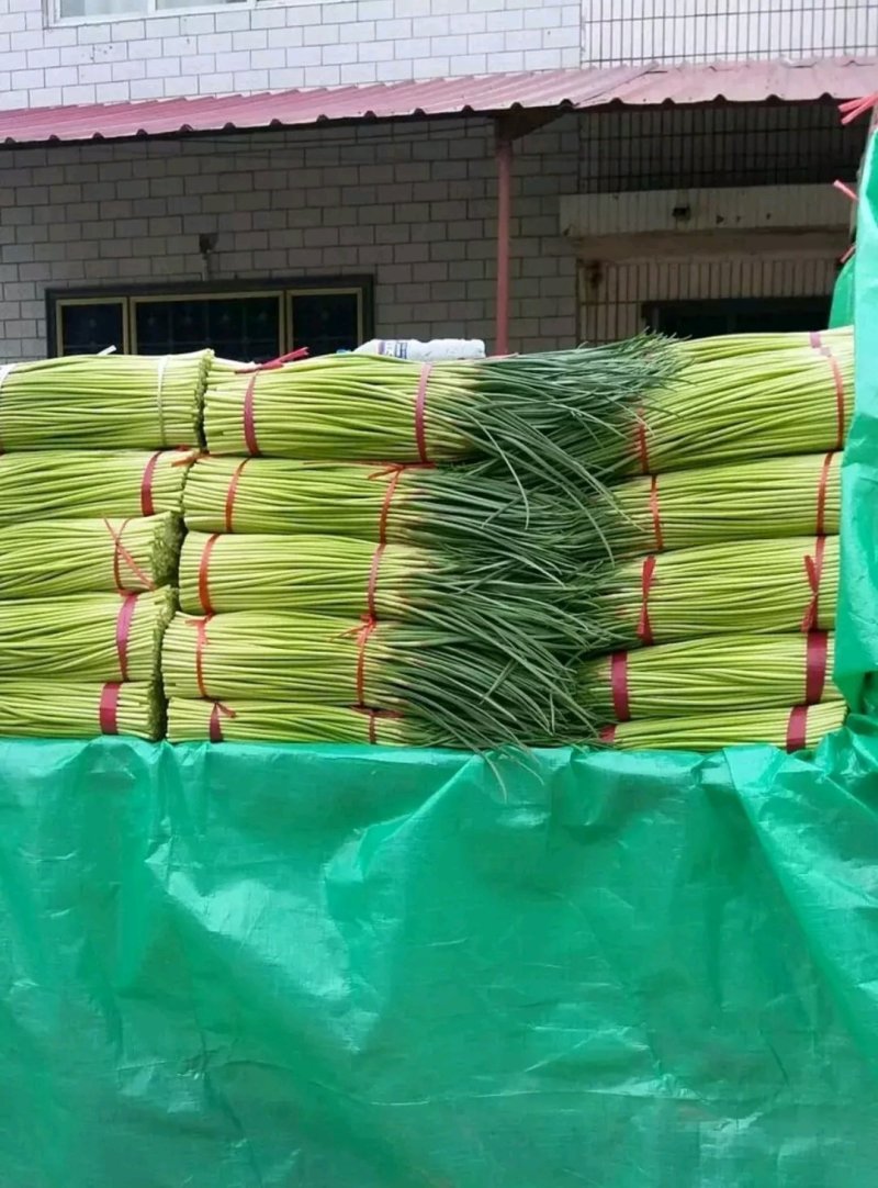 精品蒜苔