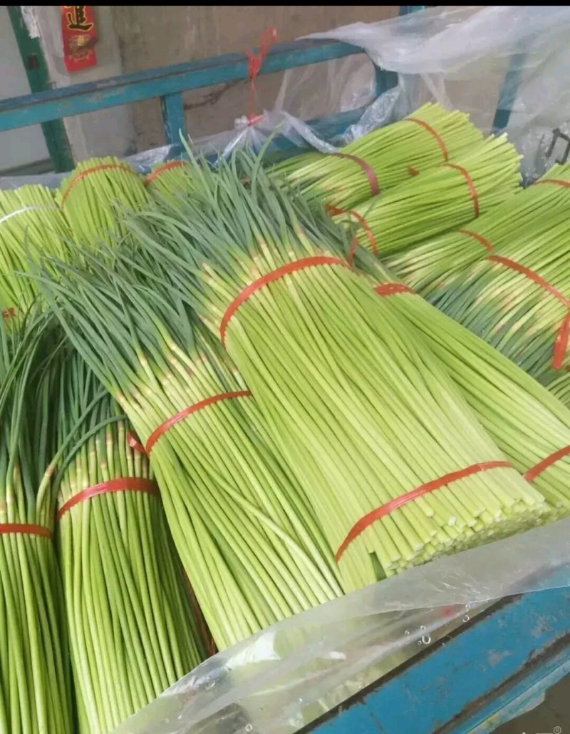 精品蒜苔