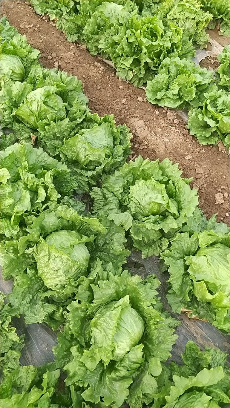 生菜大量上市中，货好价格低