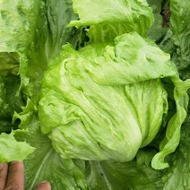 生菜大量上市中，货好价格低
