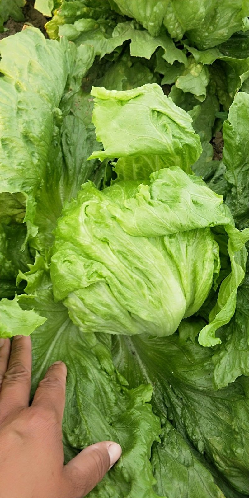 生菜大量上市中，货好价格低