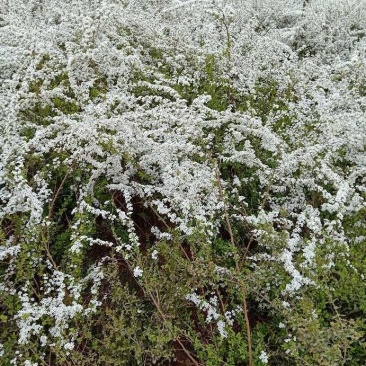 珍珠绣线菊：绿化工程苗木