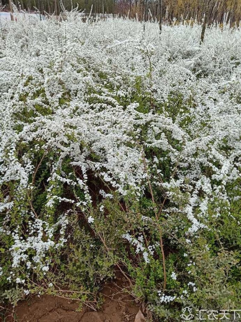 珍珠绣线菊：绿化工程苗木