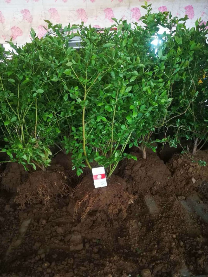 蓝莓苗蓝丰，薄雾，奥尼尔，品种齐全。包活，包结果。