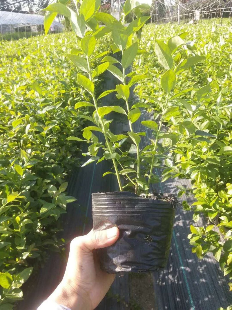 蓝莓苗蓝丰，薄雾，奥尼尔，品种齐全。包活，包结果。