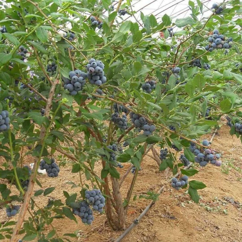 蓝莓苗蓝丰，薄雾，奥尼尔，品种齐全。包活，包结果。