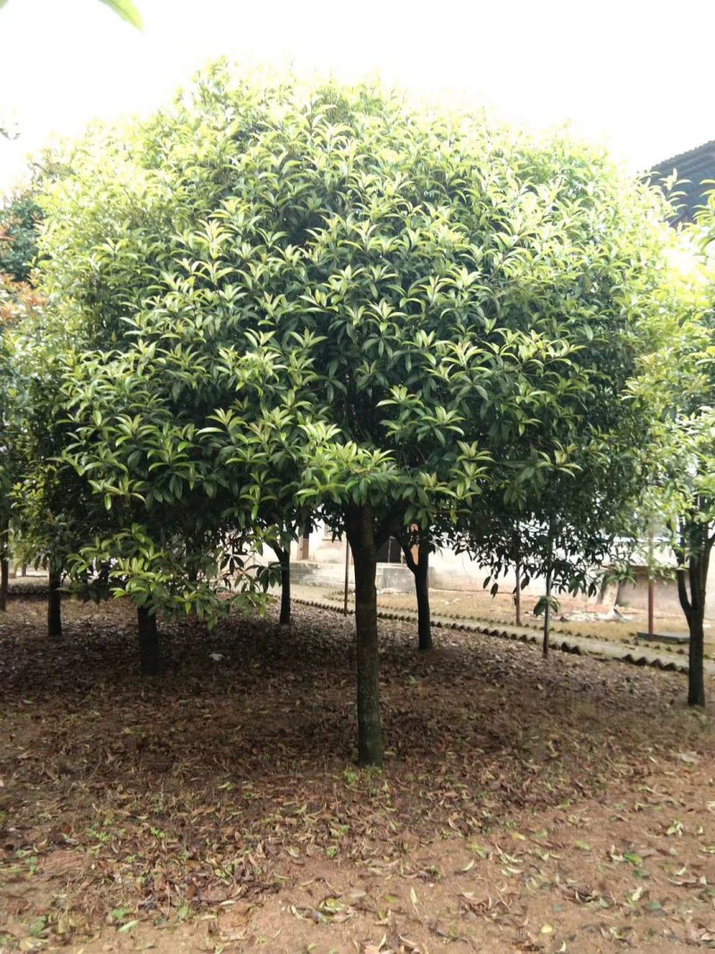 广西桂花树