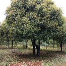 广西桂花树