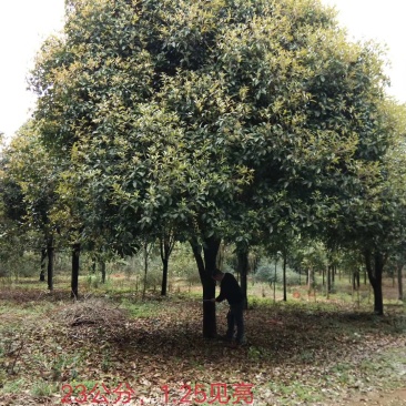 广西桂花树