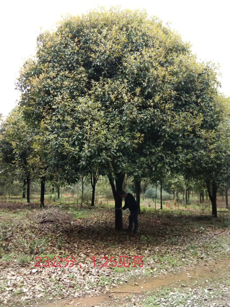 广西桂花树