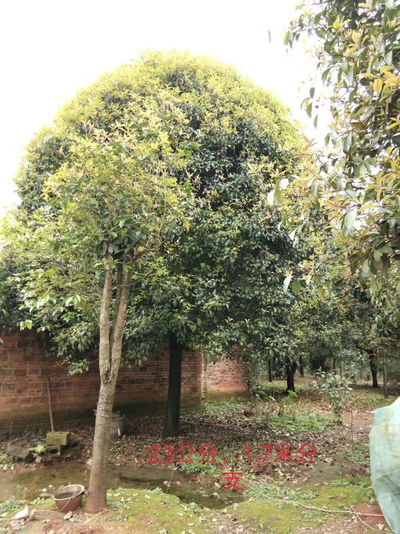 广西桂花树