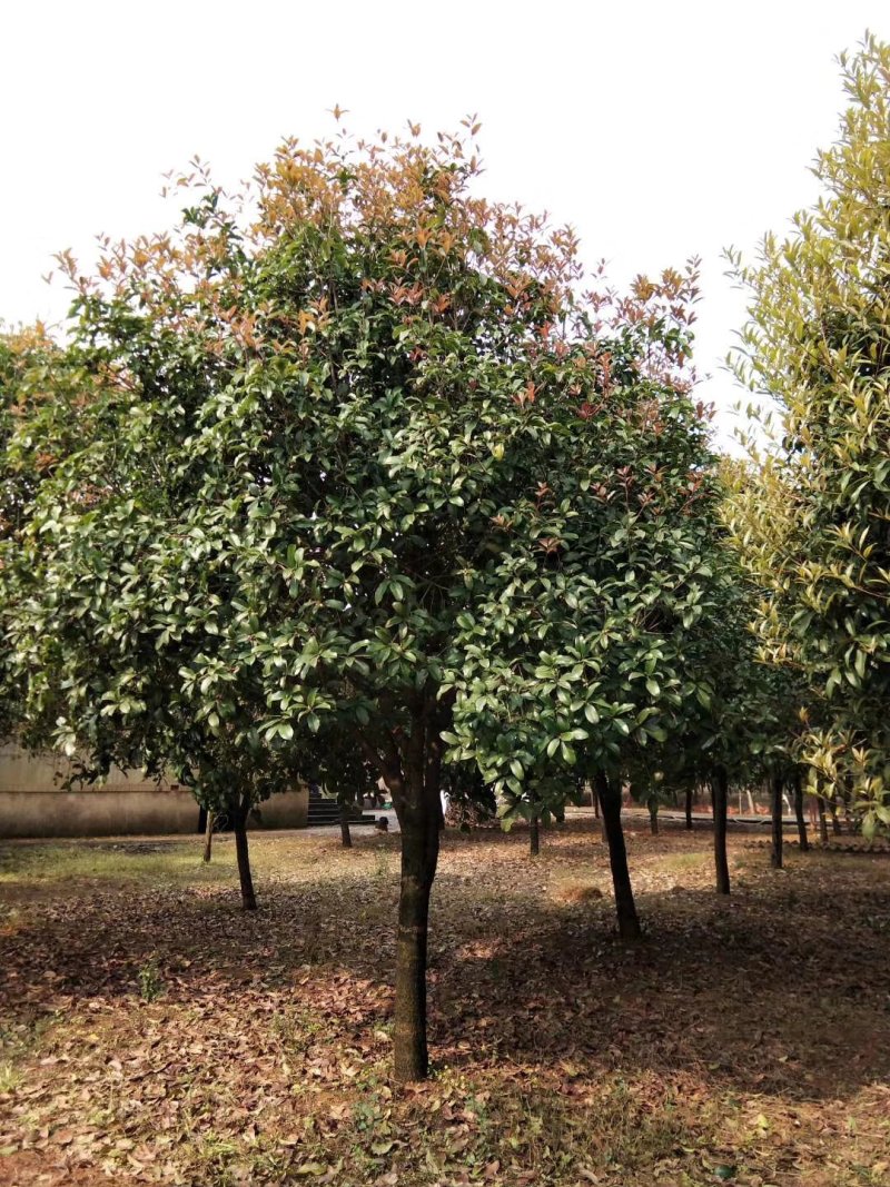 广西桂花树