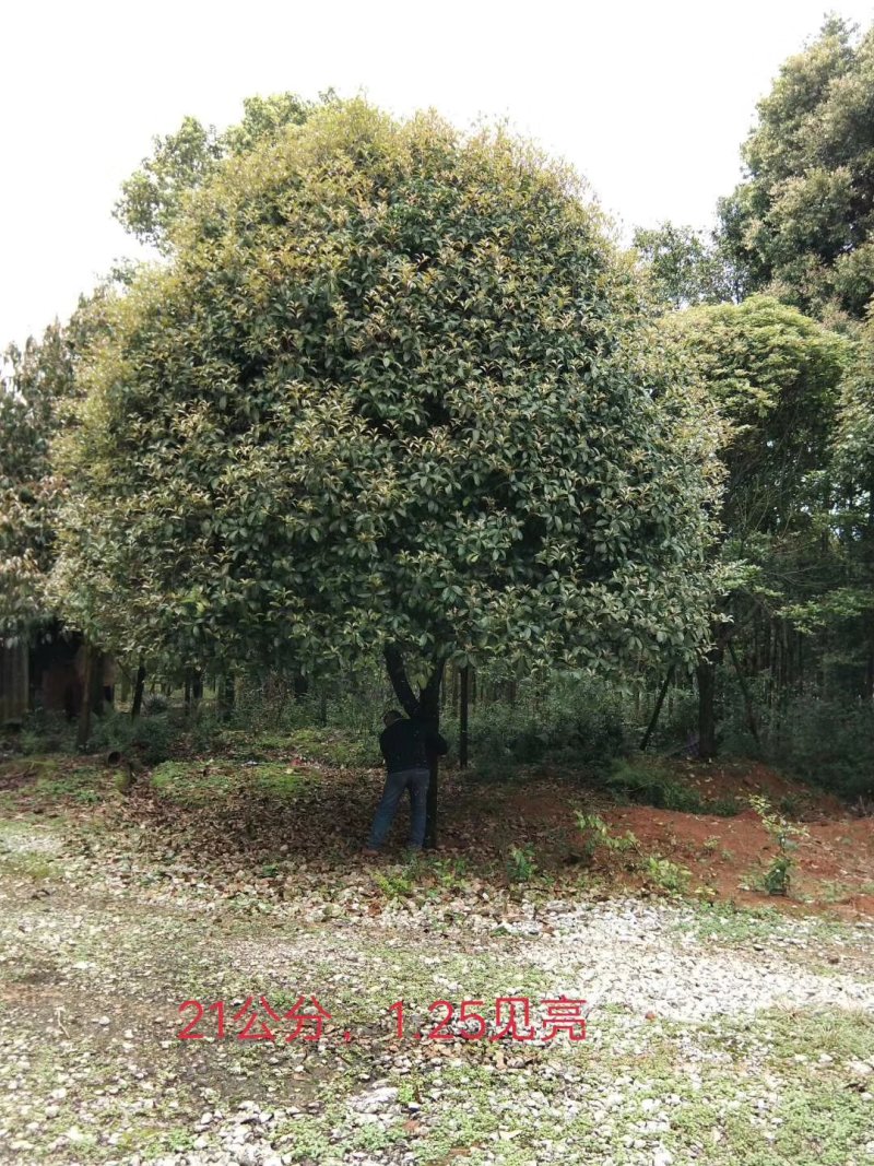 广西桂花树