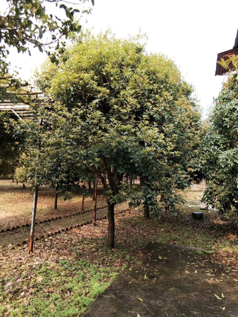 广西桂花树