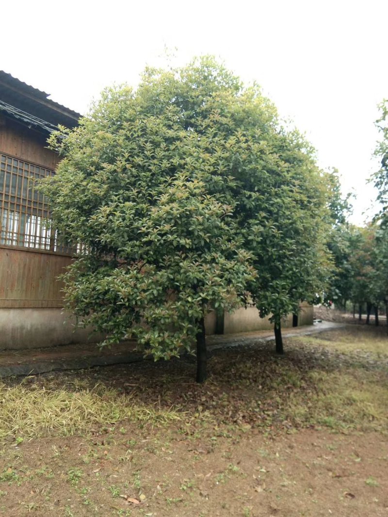 广西桂花树
