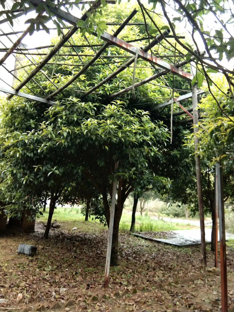 广西桂花树